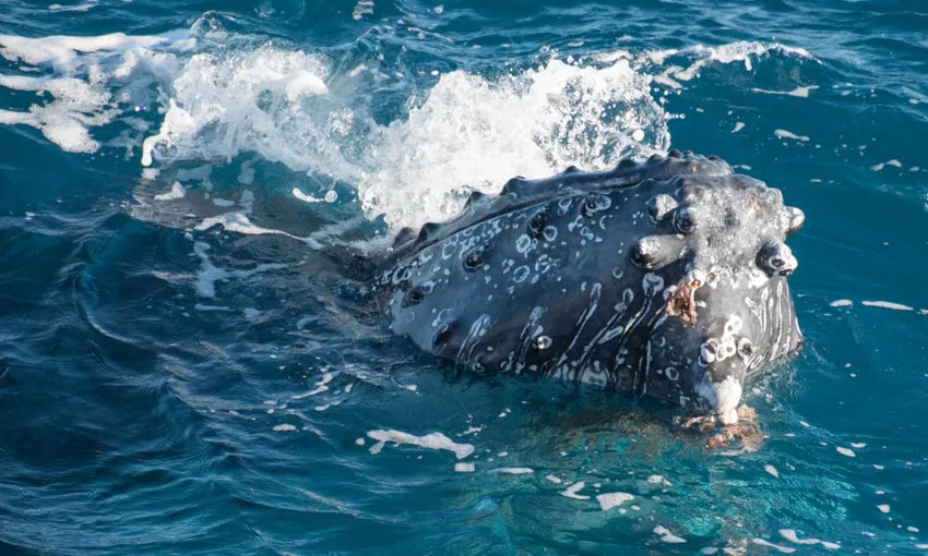 Hervey Bay Afternoon Whale Watching Cruises | Experience Oz