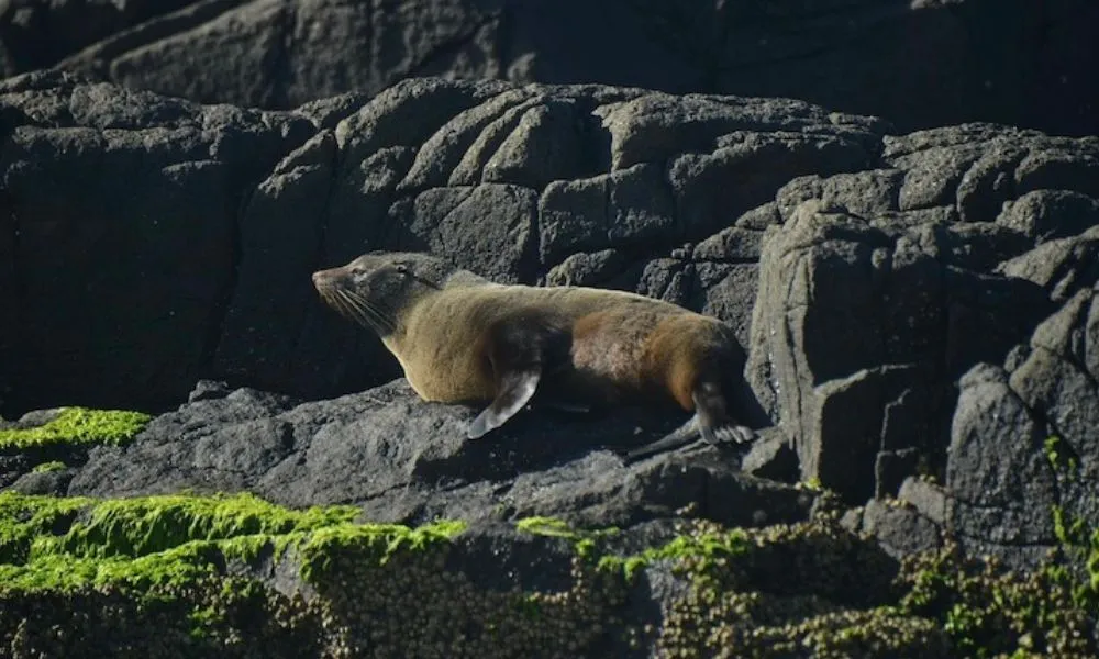 Jervis Bay Whale Watching Tours - Book Now | Experience Oz-3