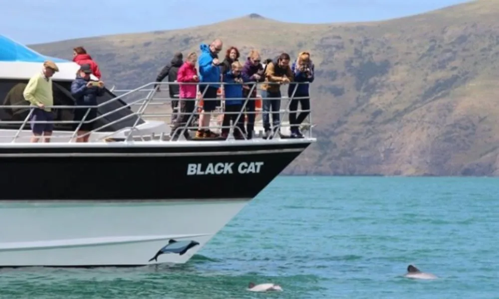 Akaroa Harbour Nature Cruise  - Book Online | Experience Oz-3