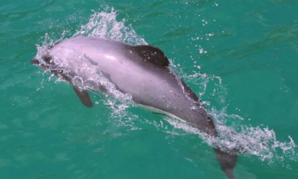 Akaroa Harbour Nature Cruise  - Book Online | Experience Oz-4