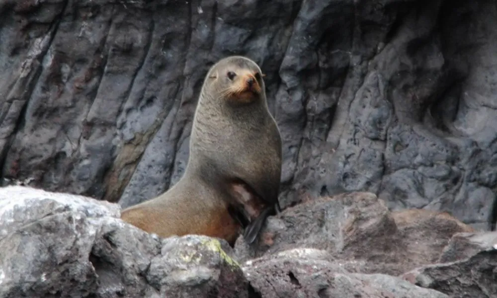 Akaroa Harbour Nature Cruise  - Book Online | Experience Oz-6