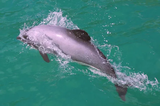 Akaroa Harbour Nature Cruise