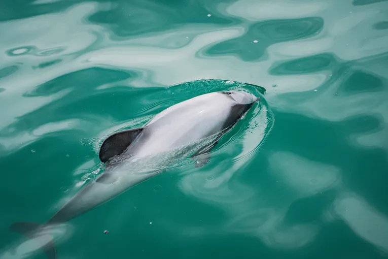 Akaroa Harbour Nature Cruise  - Book Online | Experience Oz