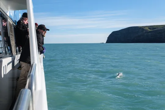Akaroa Harbour Nature Cruise
