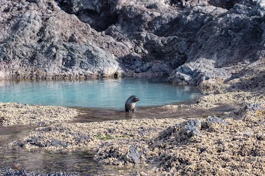 Akaroa Harbour Nature Cruise