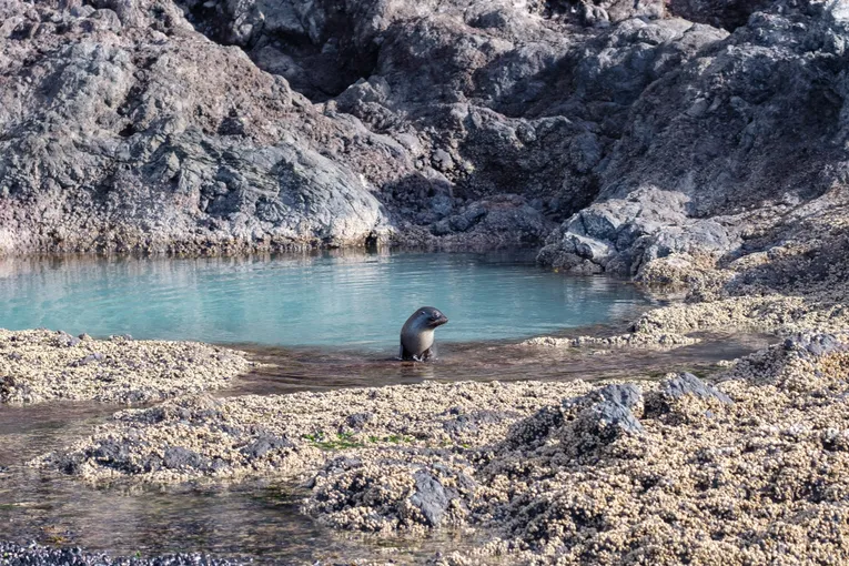 Akaroa Harbour Nature Cruise  - Book Online | Experience Oz