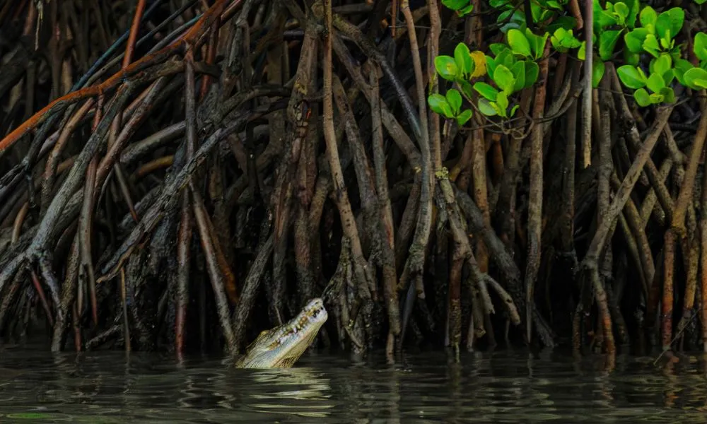 Daintree Rainforest Full Day Tour with Wildlife Cruise | Experience Oz-6
