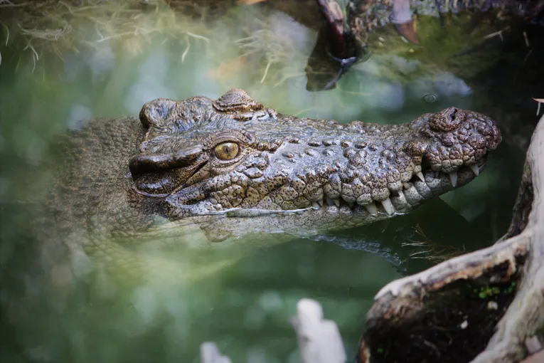 Daintree Rainforest Full Day Tour with Wildlife Cruise | Experience Oz