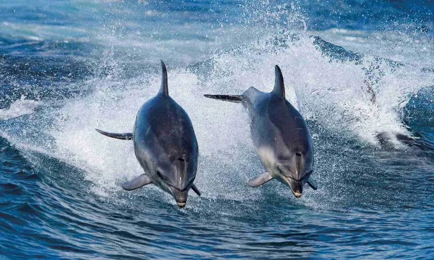 Bruny Island Wilderness Cruise | Experience Oz