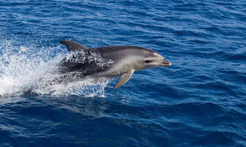 Bruny Island Eco Cruise Day Tour from Hobart | Experience Oz