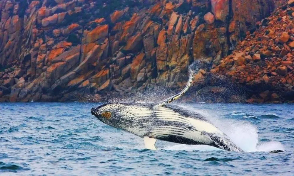 Bruny Island Eco Cruise Day Tour from Hobart | Experience Oz-3