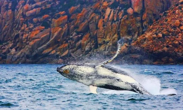 Bruny Island Wilderness Cruise and Bus Transfer from Hobart
