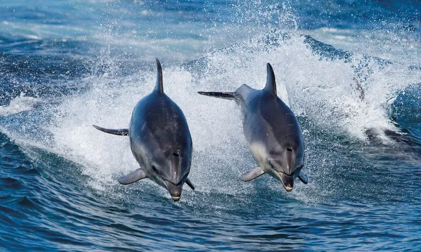 Bruny Island Eco Cruise Day Tour from Hobart | Experience Oz