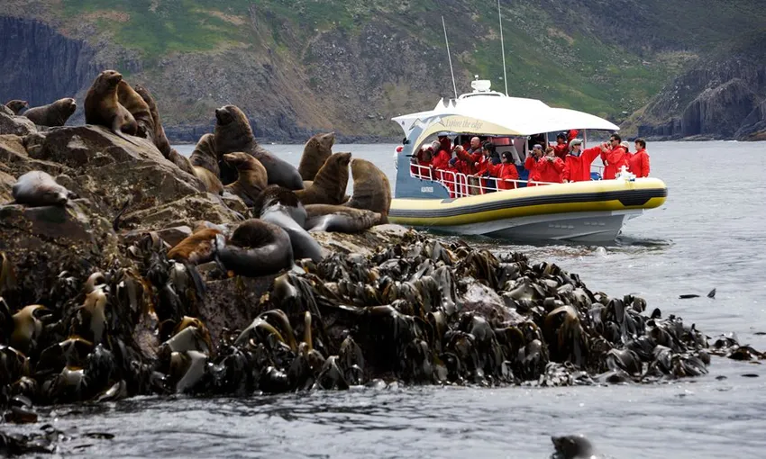 Bruny Island Eco Cruise Day Tour from Hobart | Experience Oz