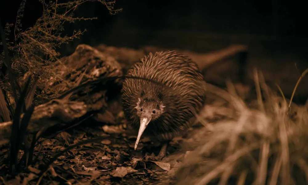 Te Puia Rotorua Daytime Experience | Experience Oz-8