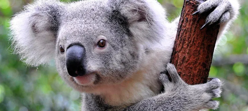 Currumbin Wildlife Sanctuary Tickets | Experience Oz