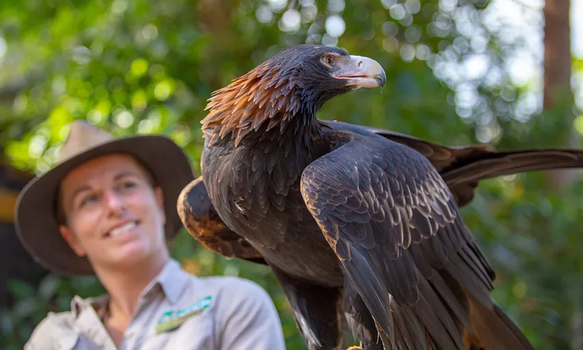 Currumbin Wildlife Sanctuary Tickets | Experience Oz