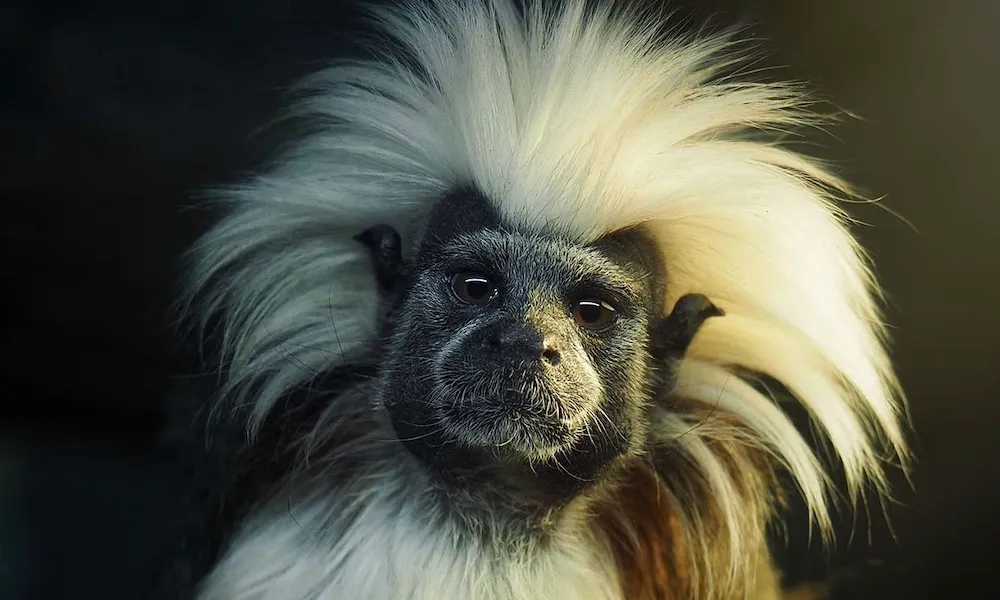 Currumbin Wildlife Sanctuary Tickets | Experience Oz-8