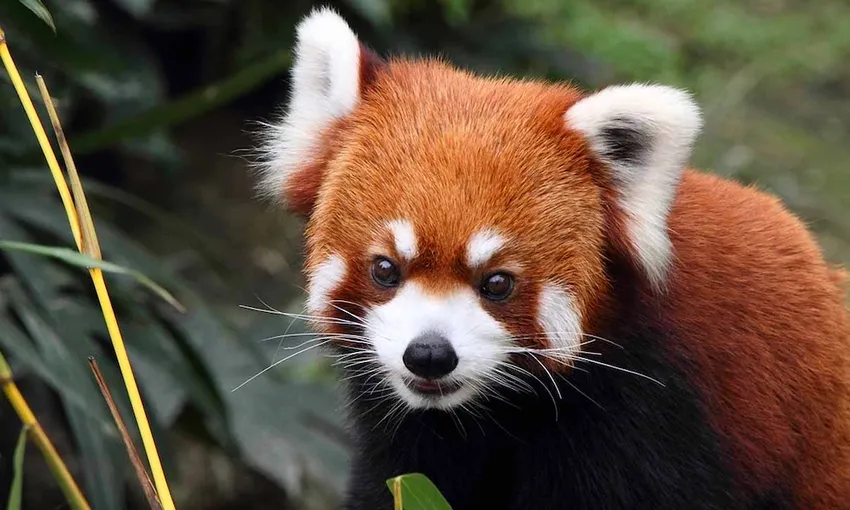 Currumbin Wildlife Sanctuary Tickets | Experience Oz
