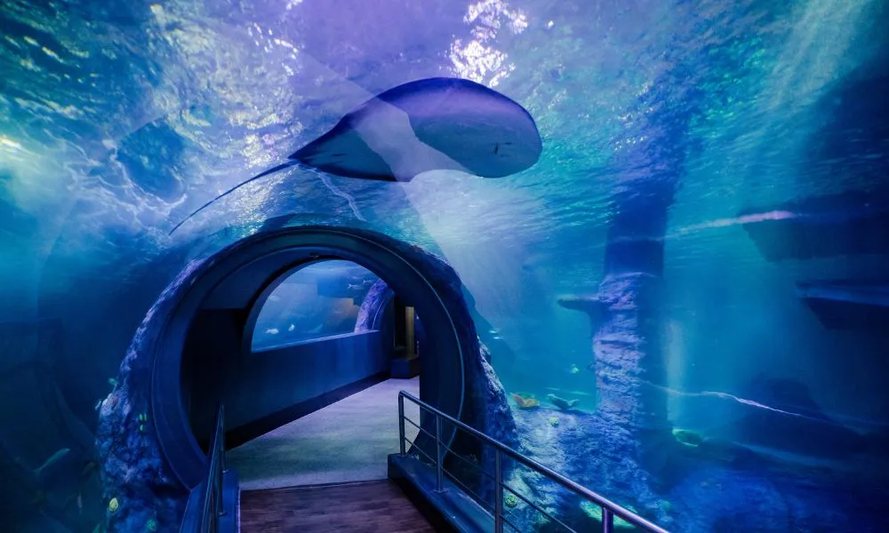 SEA LIFE Melbourne Aquarium Tickets | Experience Oz-7