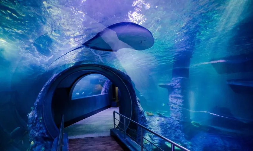 SEA LIFE Melbourne Aquarium Tickets | Experience Oz