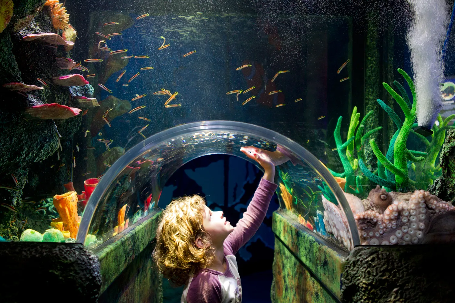 SEA LIFE Melbourne Aquarium Tickets | Experience Oz-10
