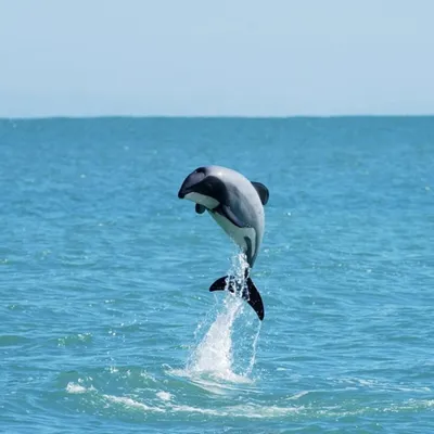 Wildlife Tours