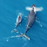 Whale Watching