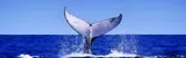 Whale Watching