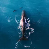 Whale Watching
