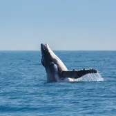 Whale Watching