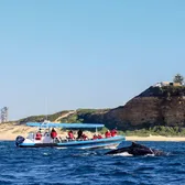 Whale Watching