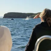 Whale Watching