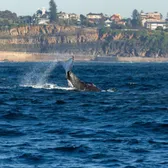 Whale Watching