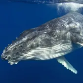 Whale Watching
