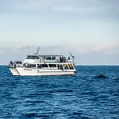 Whale Watching