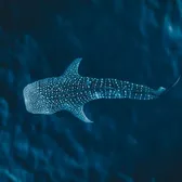 Whale Watching