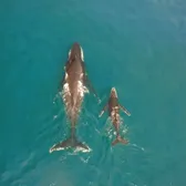 Whale Watching