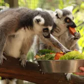 Zoos & Aquariums