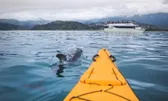 Wildlife