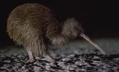 Wildlife