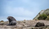 Wildlife
