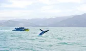 Boat Tours