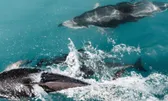 Wildlife