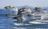 Wildlife