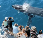Whale Watching