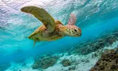Reef & Island Cruises
