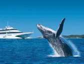 Whale Watching