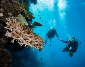 Great Barrier Reef Tours