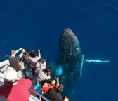 Whale Watching